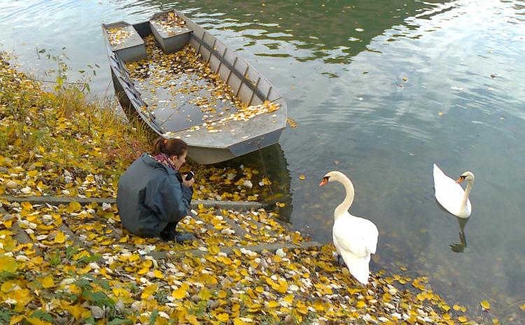 Labudovi na Dunavu