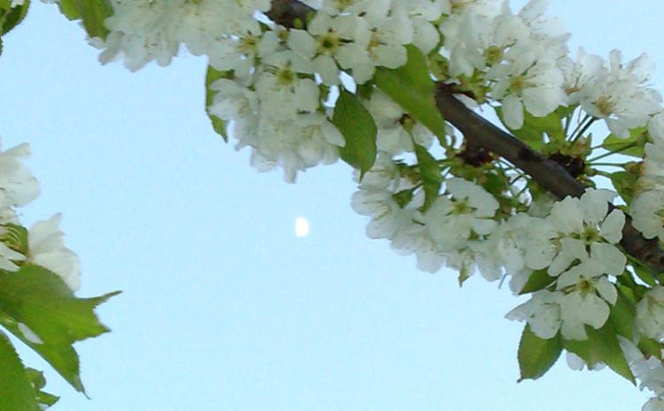 Trešnjin cvet i mesec
