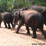 Šri lanka i Heljda 2016