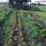 Moja kućica i bašta u Somboru 2014