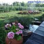 Moja kućica i bašta u Somboru 2014