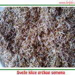 sveže klice grčkog semena
