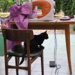 heljda šivenje jastuka