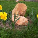 Narcisi u mojoj bašti