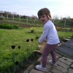 Katja, zaliva crne lale