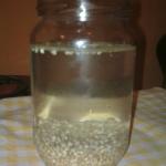 heljdine klice potopljene u vodi