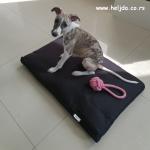 Pas Melihovih i jastuk od heljde