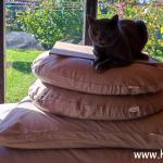 jastuci za pse i mačke od heljde