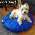 Markov, pas iz Beograda