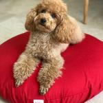 jastuk za pse i mačke od heljde