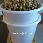 klice stare nedelju dana