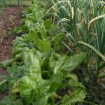 Musaka od blitve i geršle