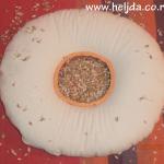 spelta antihemoroid jastuk