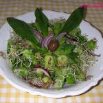 sveža salata sa listovima sremuša, klice lucerke i maslinama